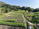 田园风景