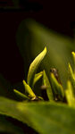 春季茶树抽芽照片