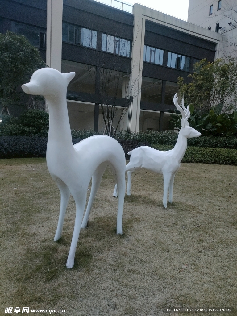 羊子