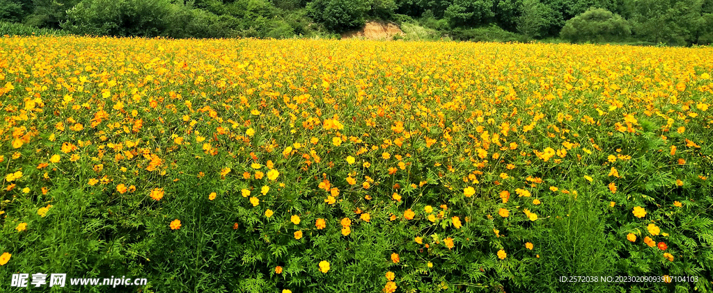 格桑花開