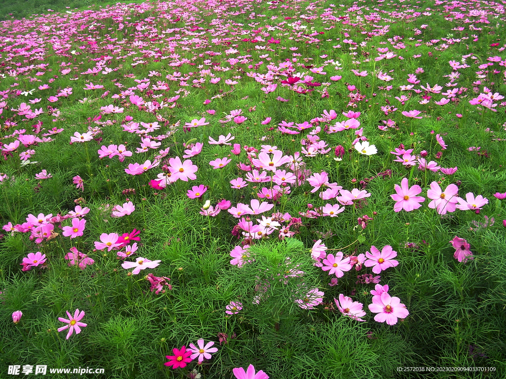 格桑花開