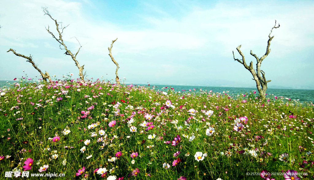 格桑花開