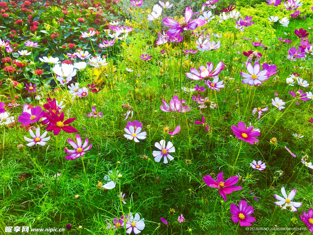 格桑花開