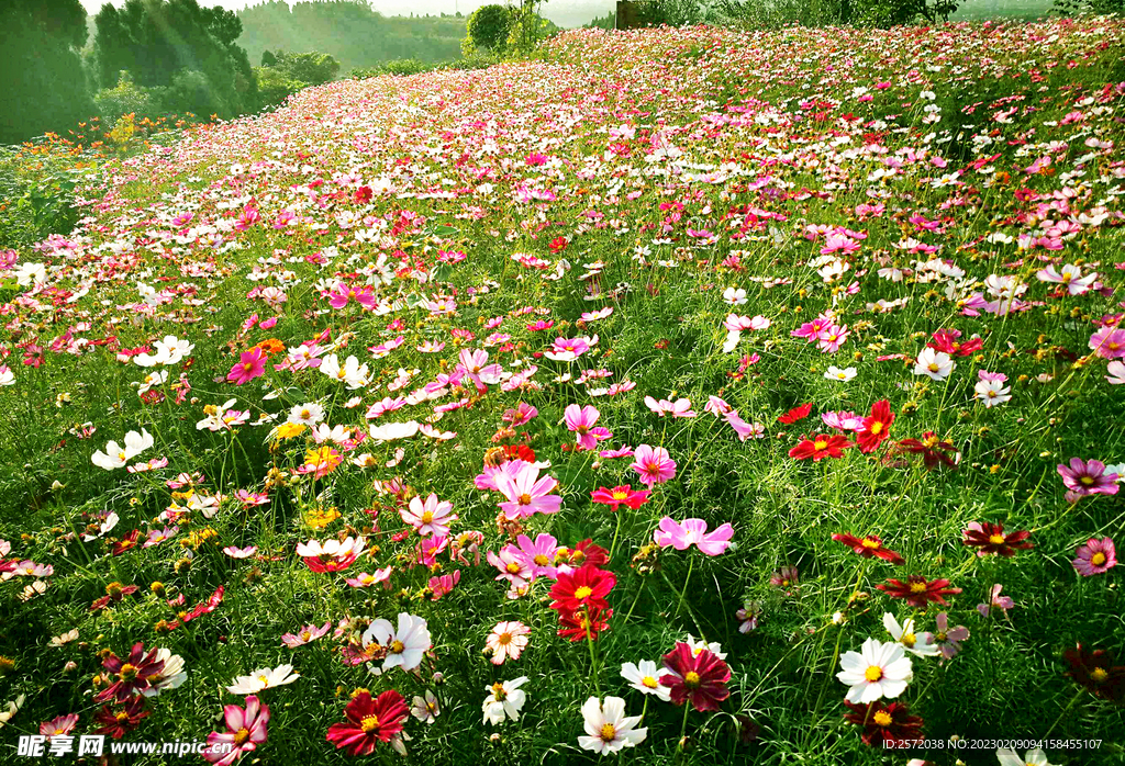 格桑花開