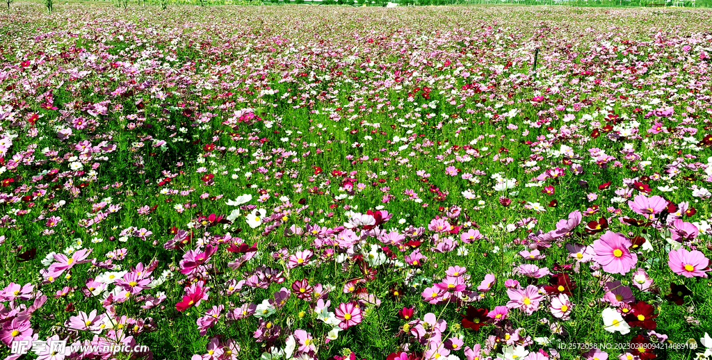 格桑花開