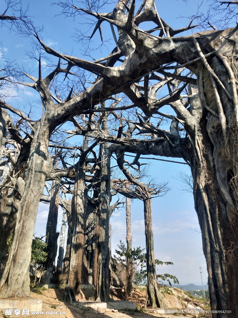 樹林