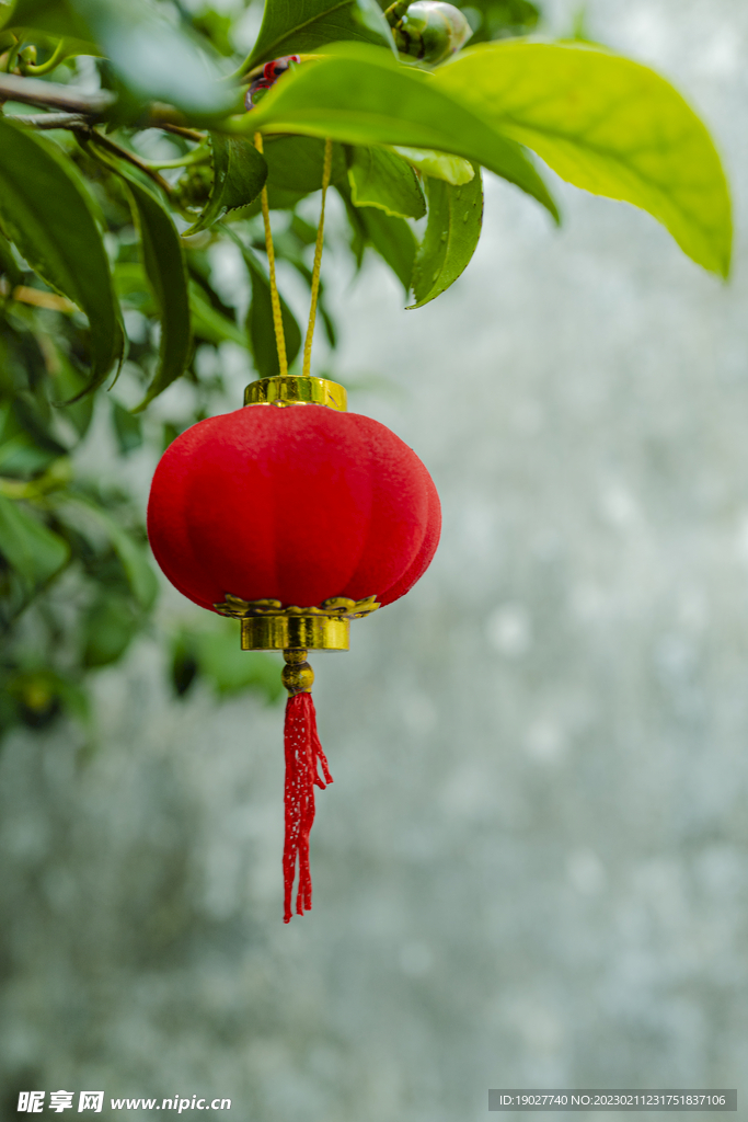 紅燈籠