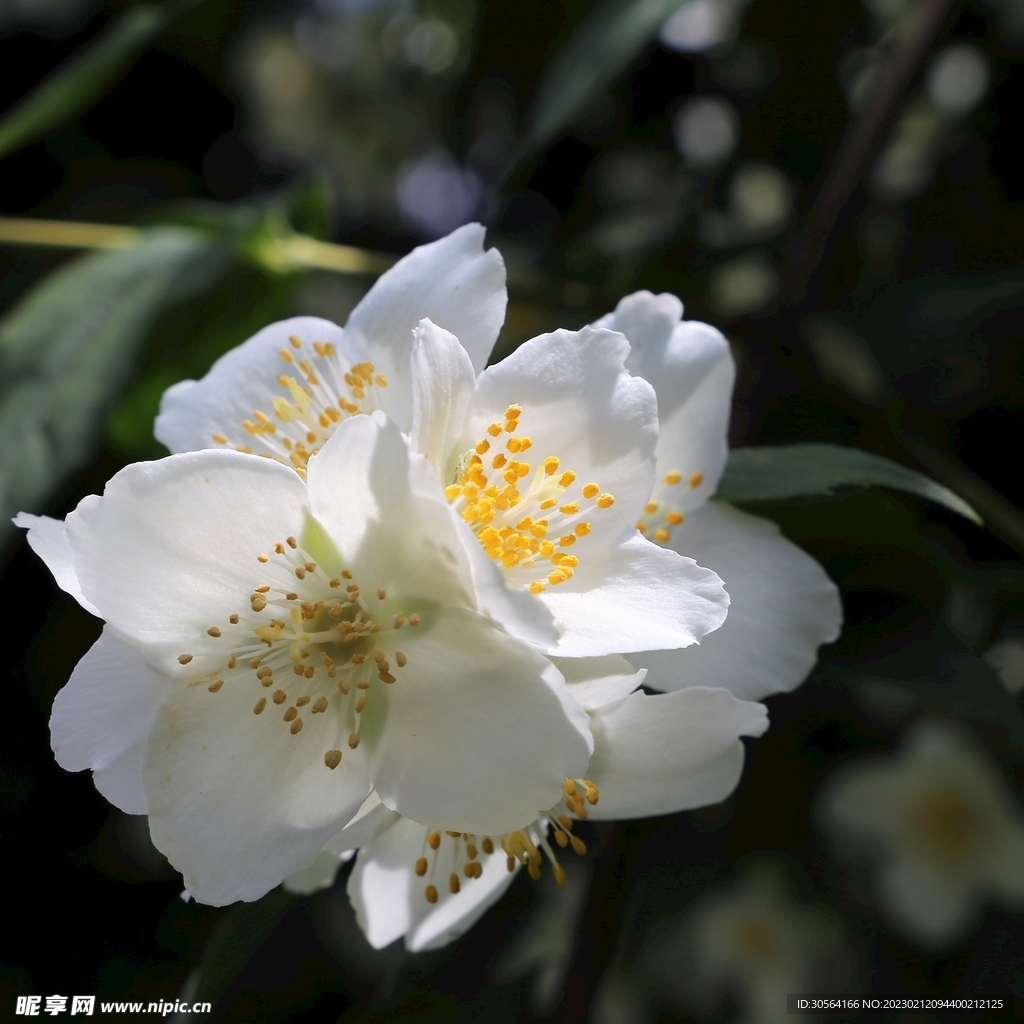 白色花蕊