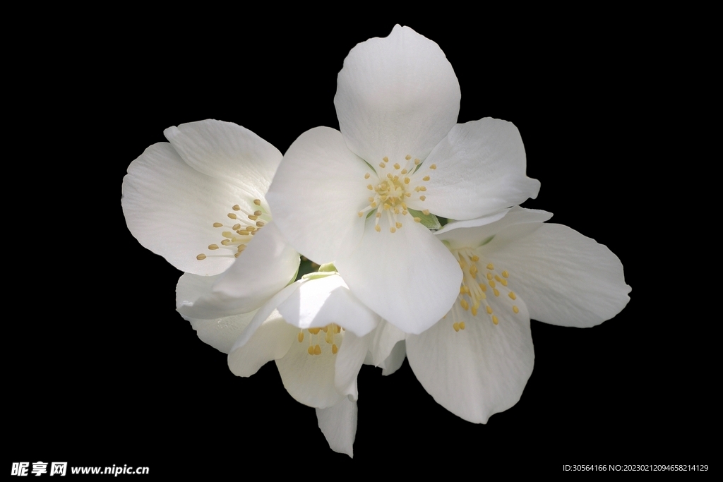 白色花蕊