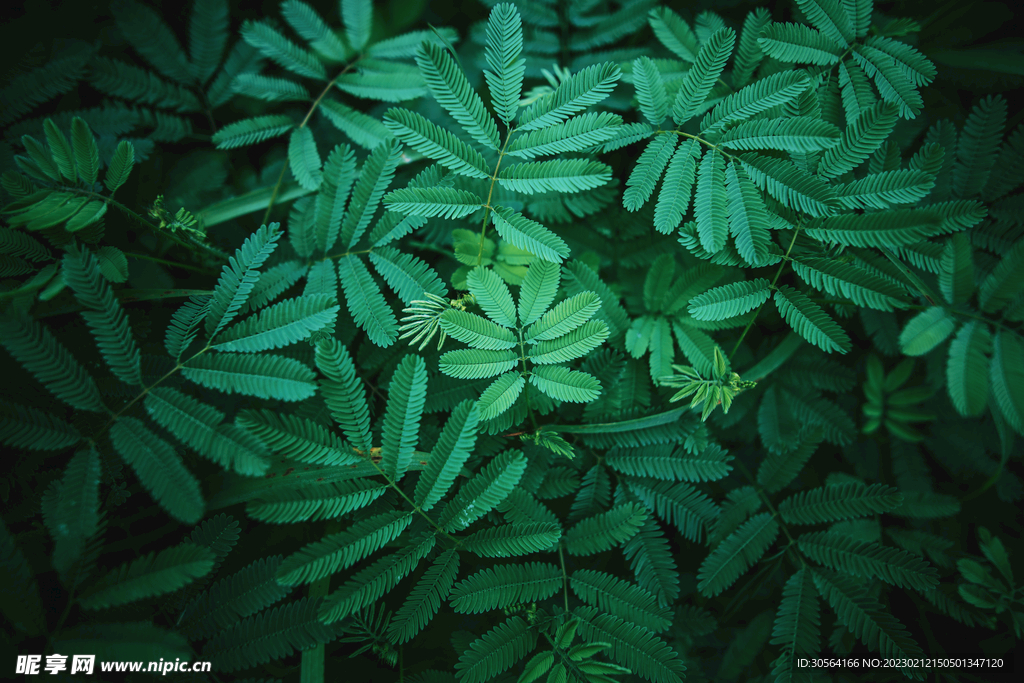 綠植綠葉