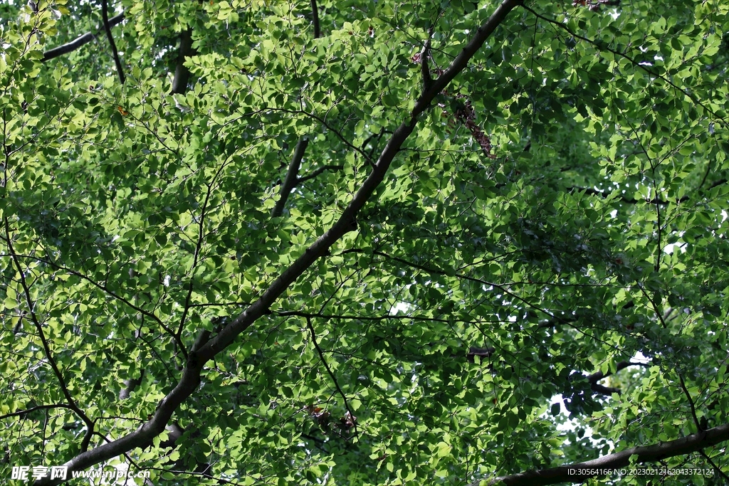樹葉樹枝