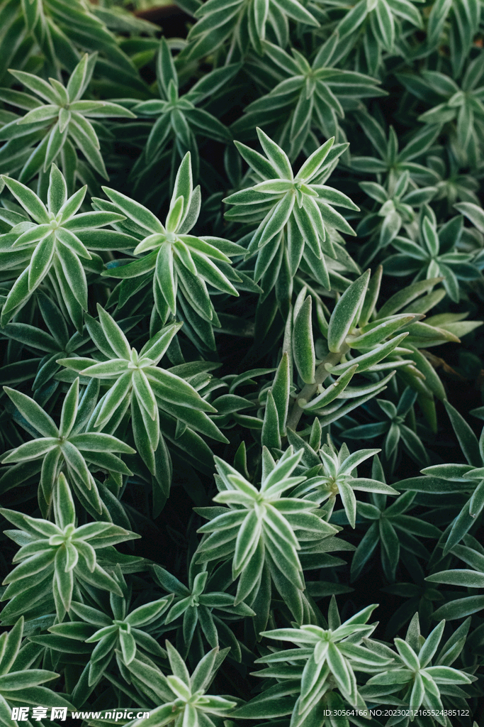 綠植植物