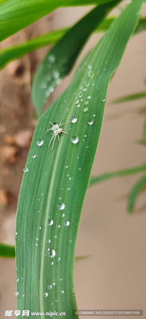 草葉