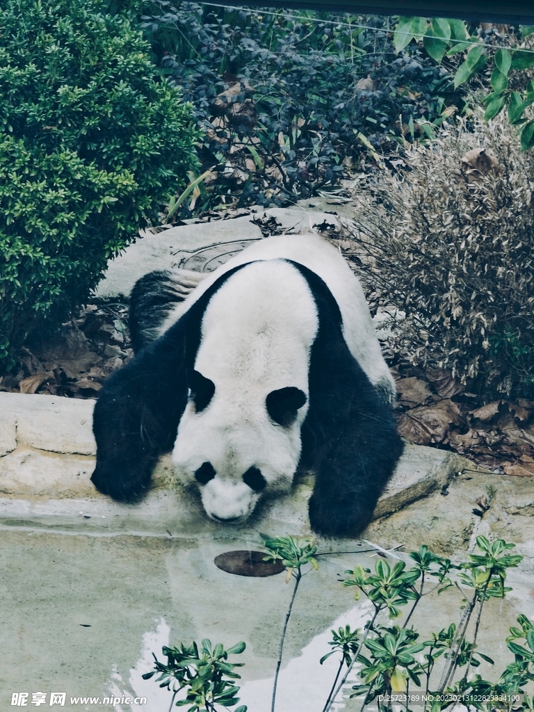 喝水的大熊猫