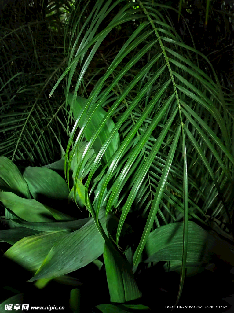 綠植綠葉