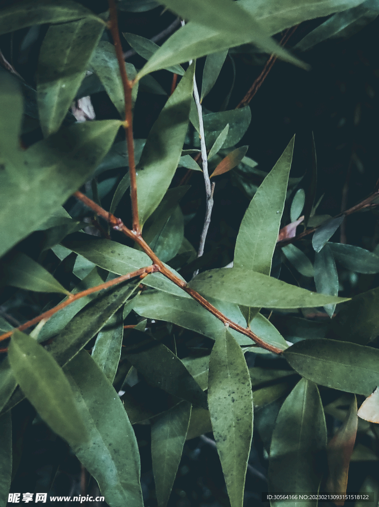 綠植綠葉