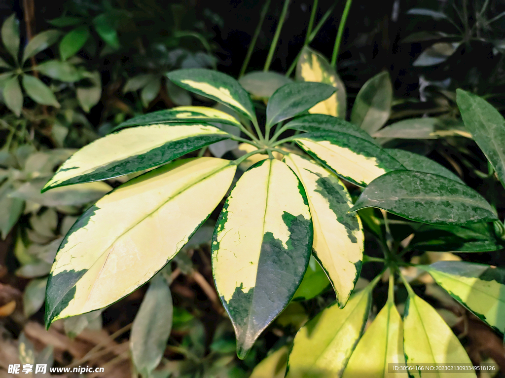 綠植綠葉