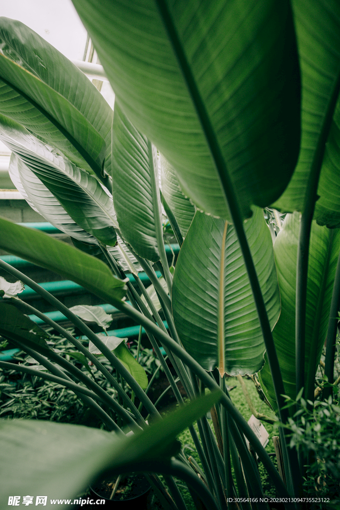 綠植綠葉