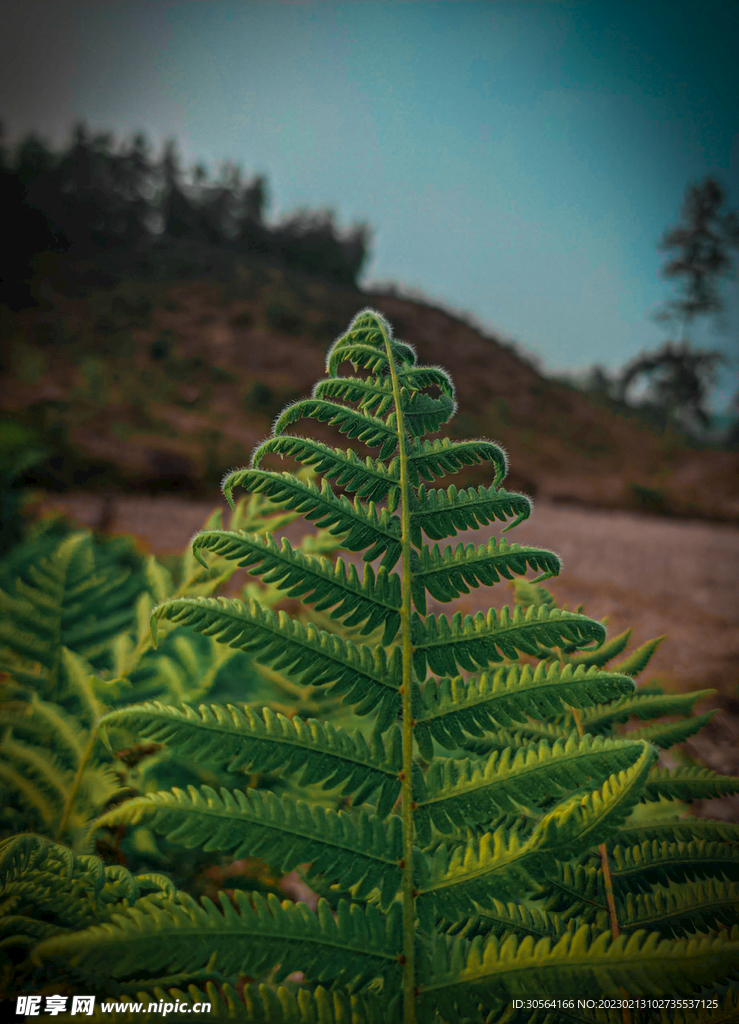 綠植綠葉
