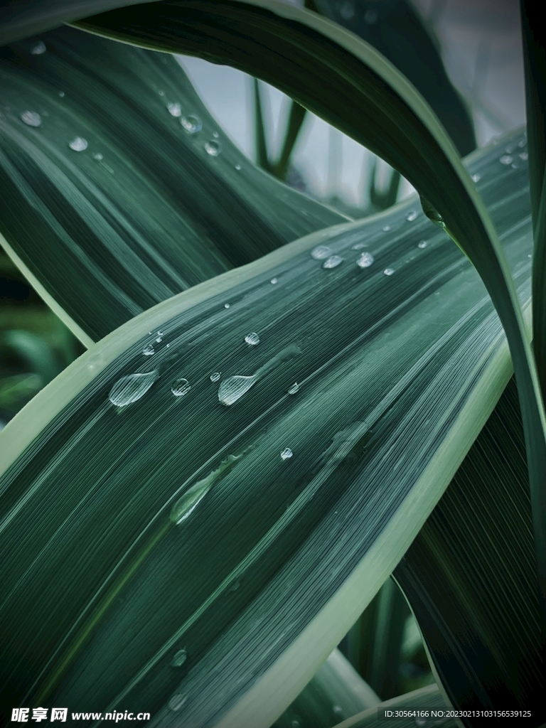綠植綠葉