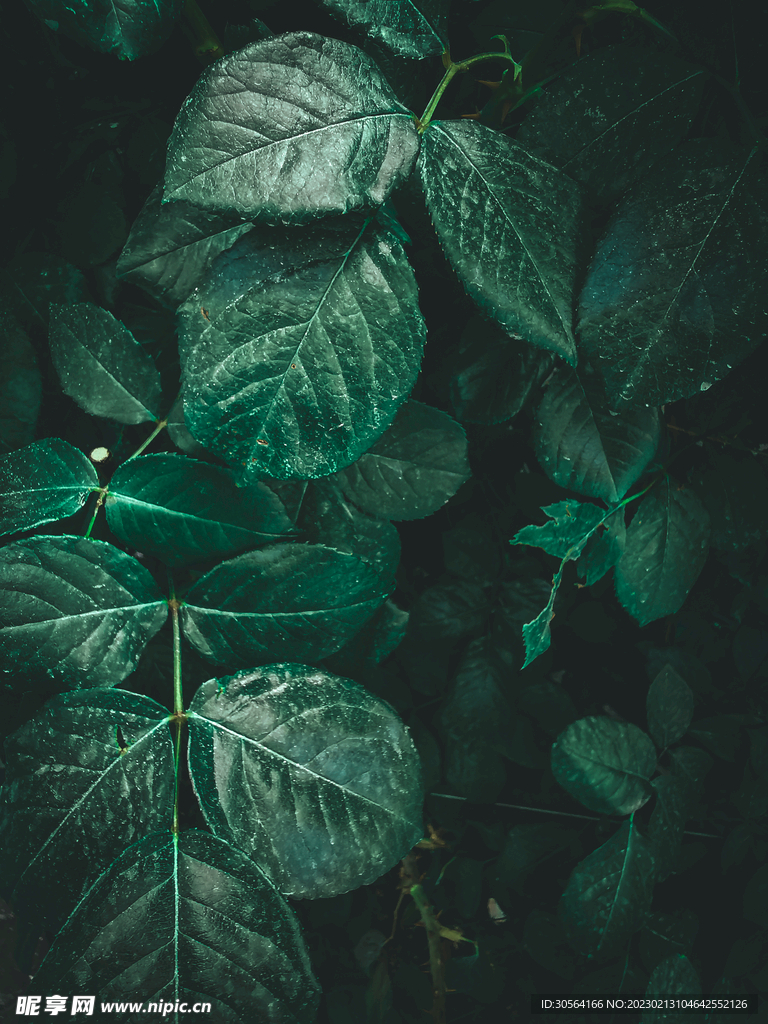 綠植綠葉