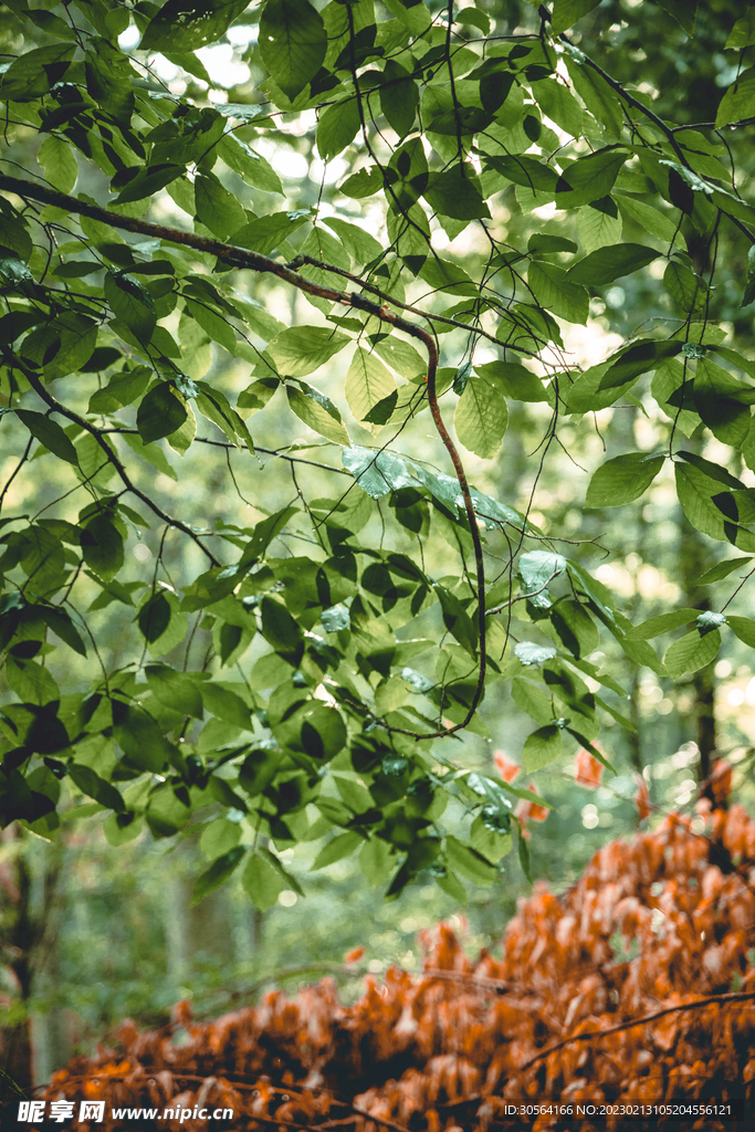 綠植綠葉