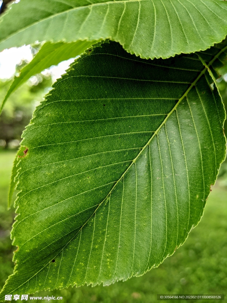 綠植綠葉