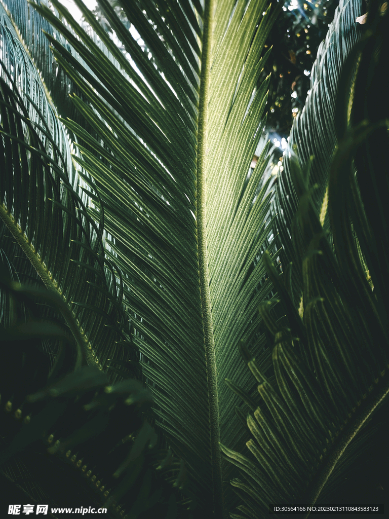 綠植綠葉