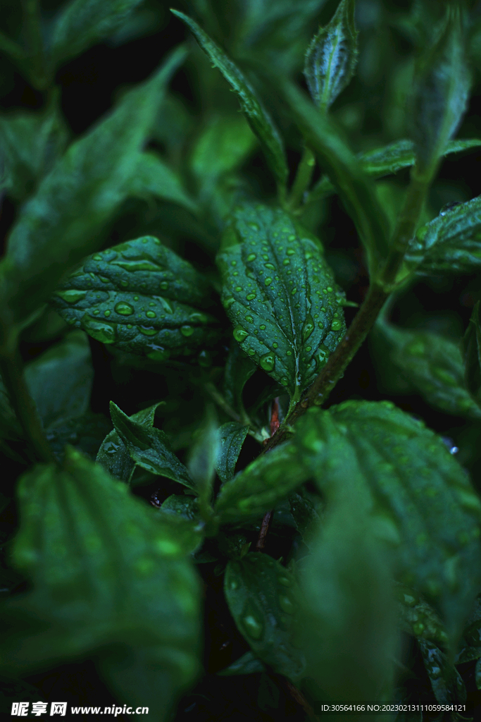 綠植綠葉