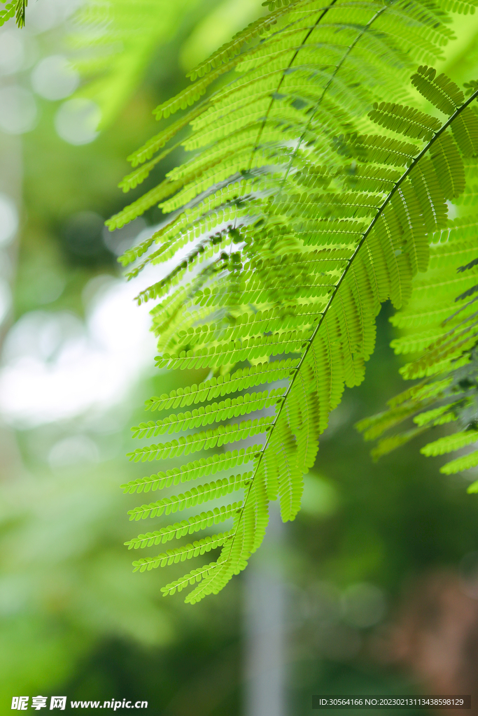 綠植綠葉