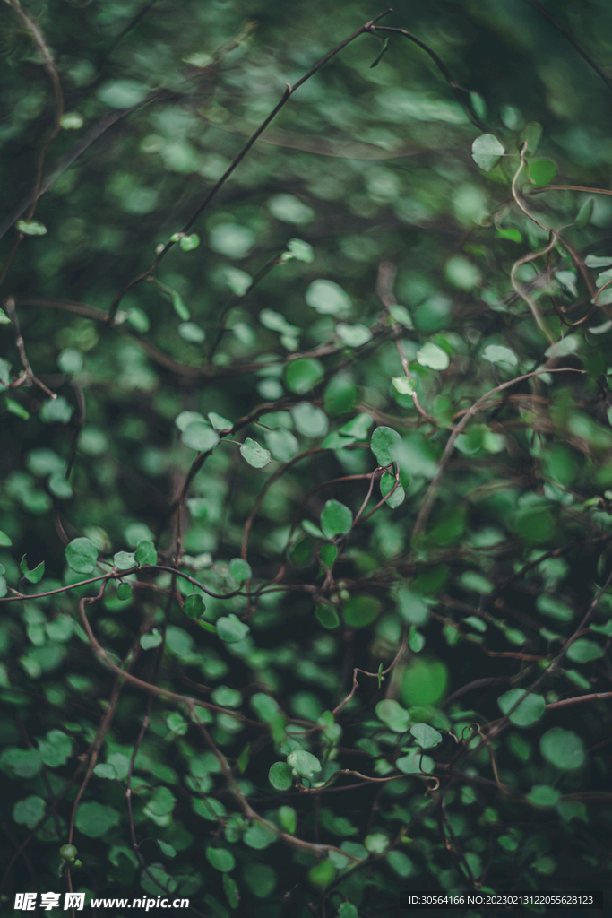 綠植綠葉