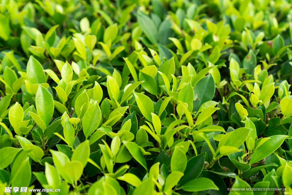 綠植綠葉