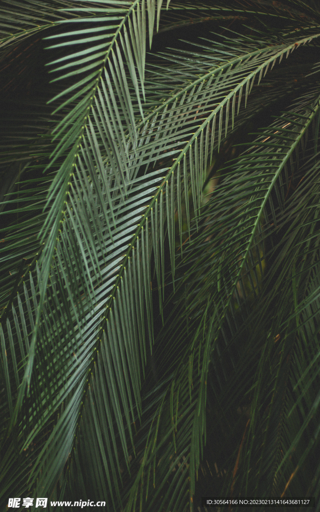 綠植綠葉