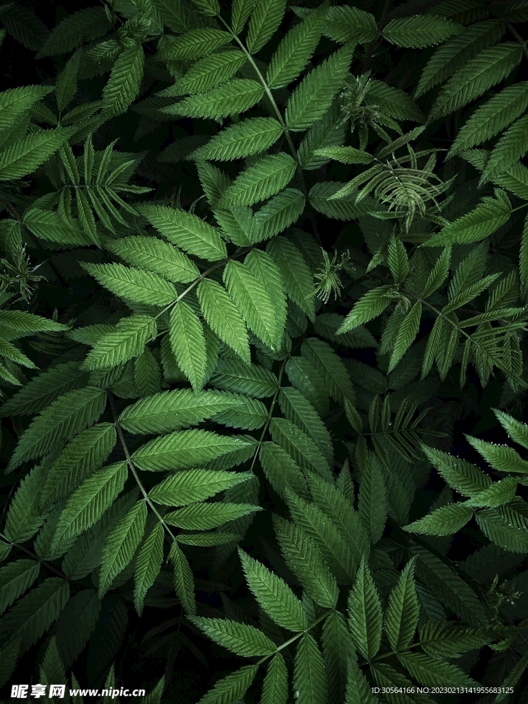 綠植樹葉