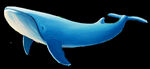 鲸鱼  蓝鲸 鲸