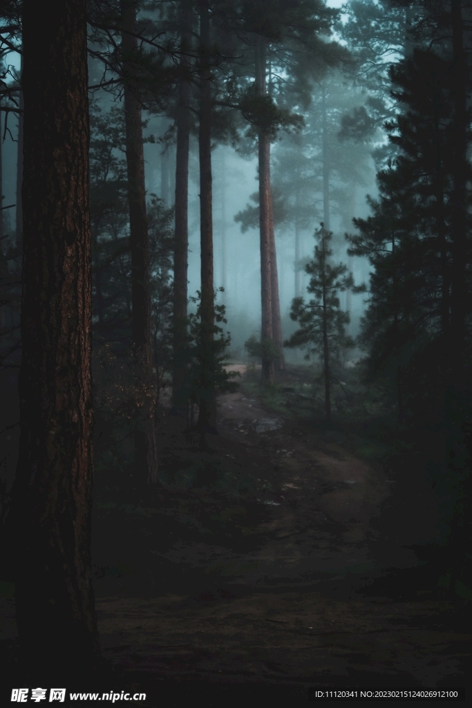 雾气弥漫昏暗树林风光