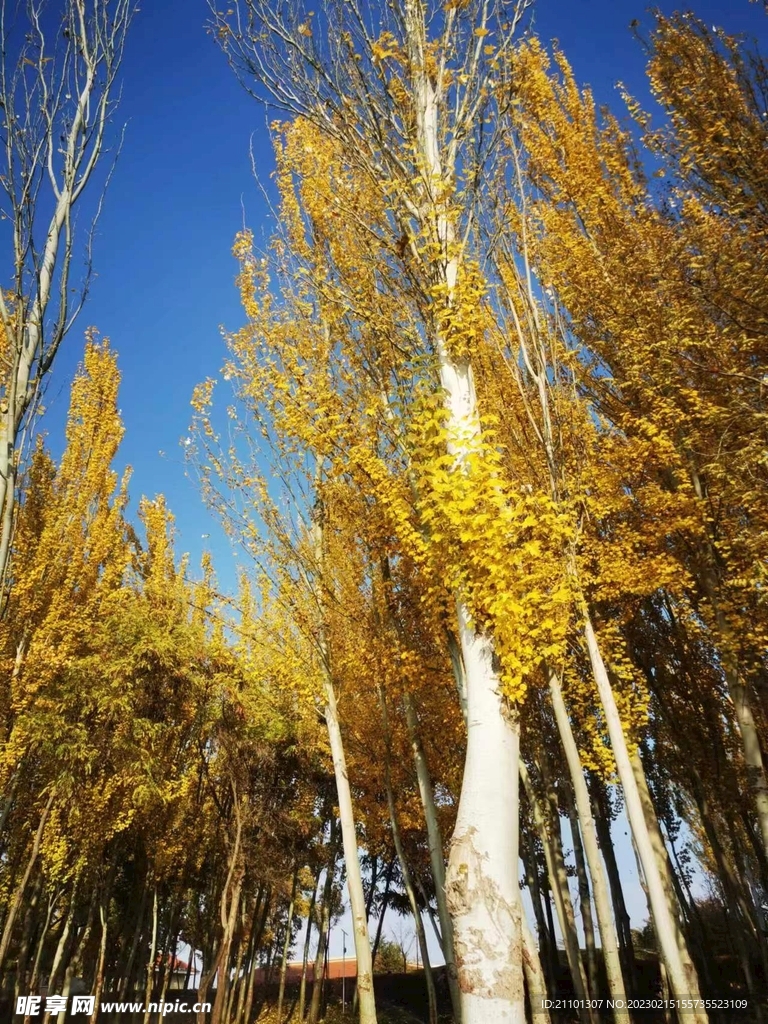 樹木