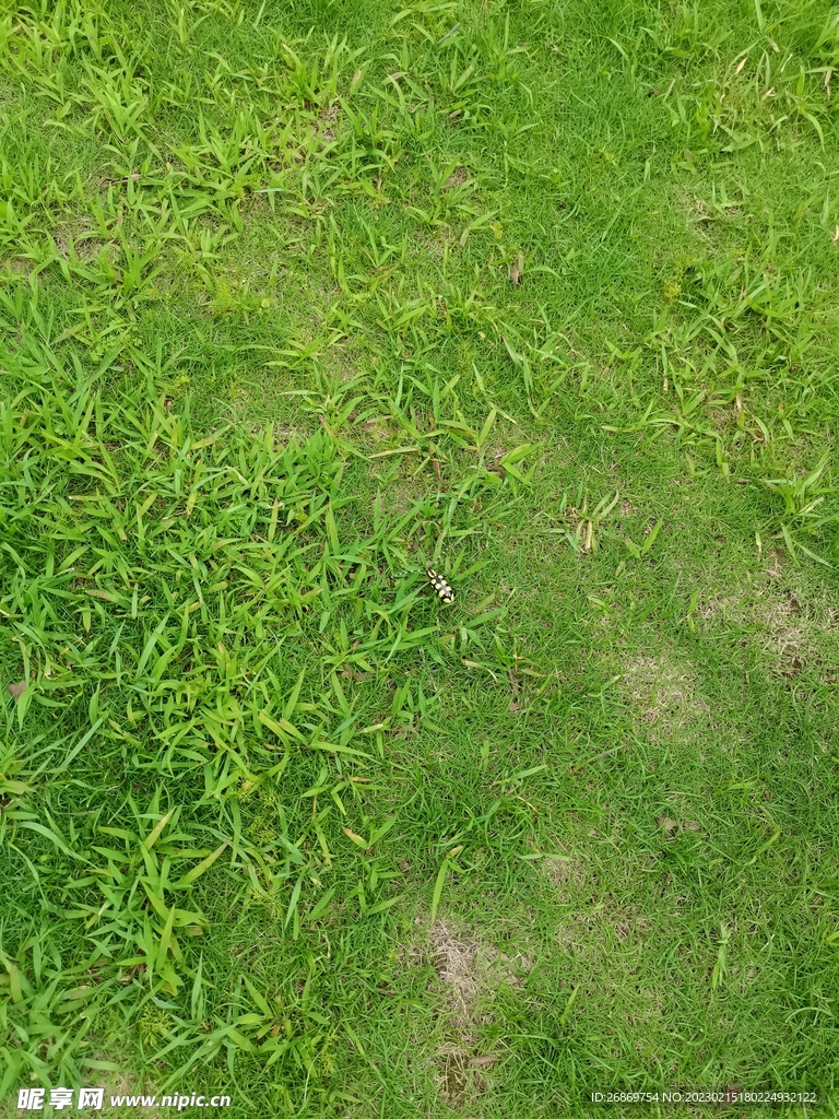 綠色的草坪