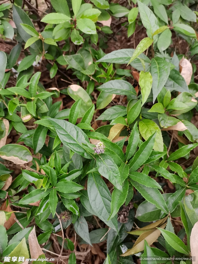 植物綠植