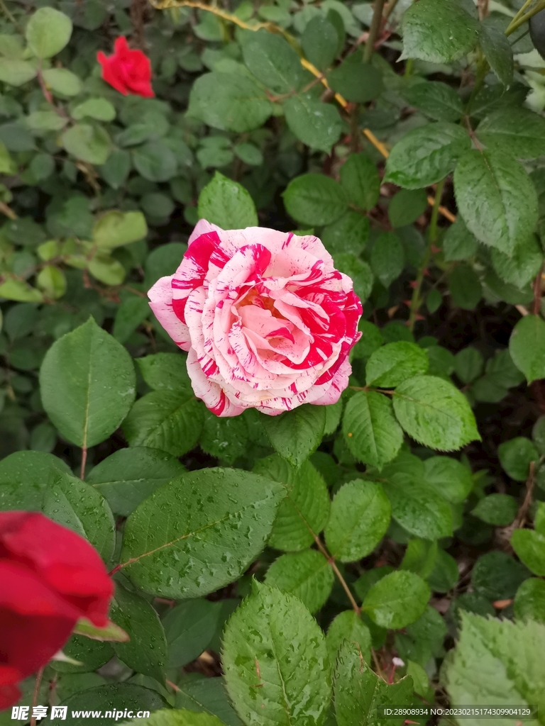 月季花