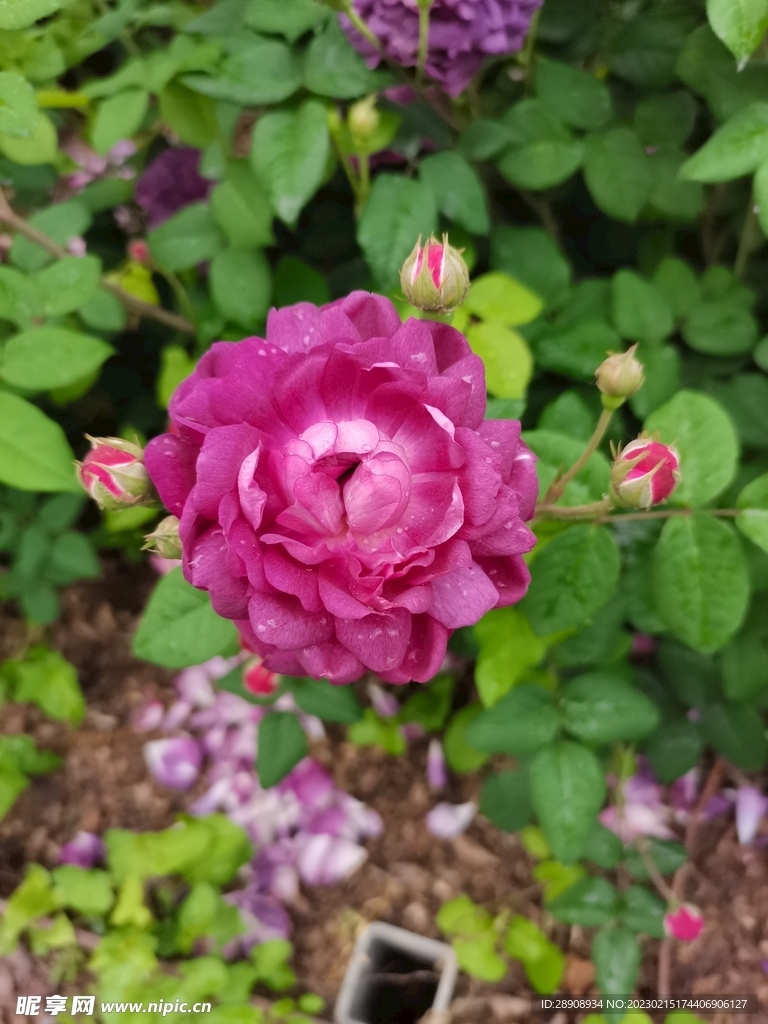 月季花