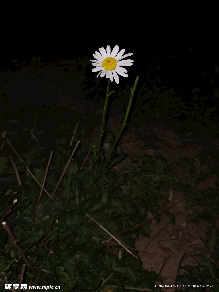 夜晚的白菊花