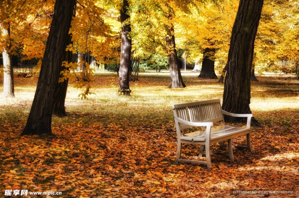 秋季公园树下的靠椅摄影