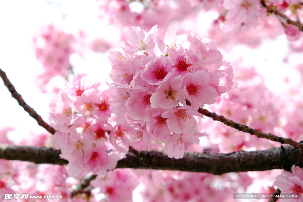 枝头上盛开的粉色樱花