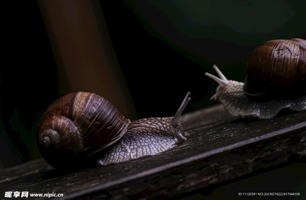 木板上爬行的两只蜗牛