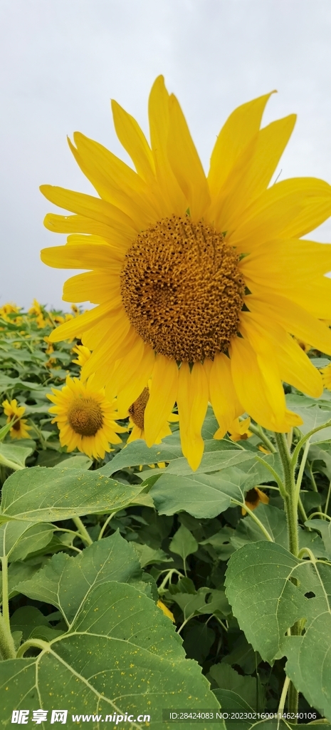   自然風景  向日葵 藍天