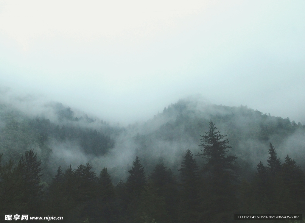 在山间雾气笼罩的树林