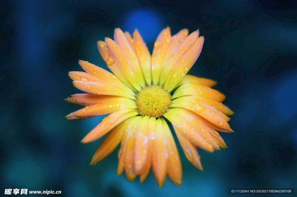 一場雨過后的菊花特寫