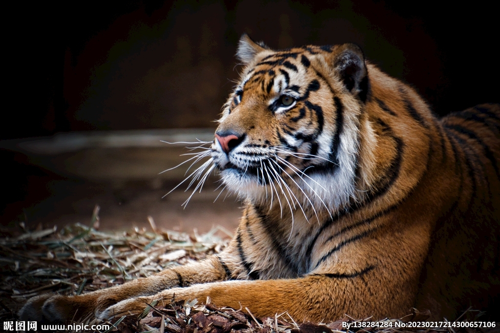 动物园里的一只大老虎摄影