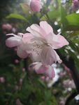 櫻花